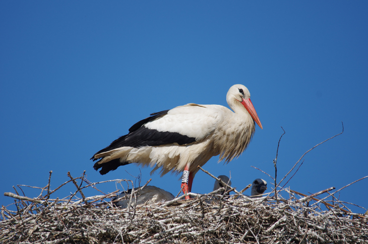 La cigogne blanche vient revoir sa Normandie