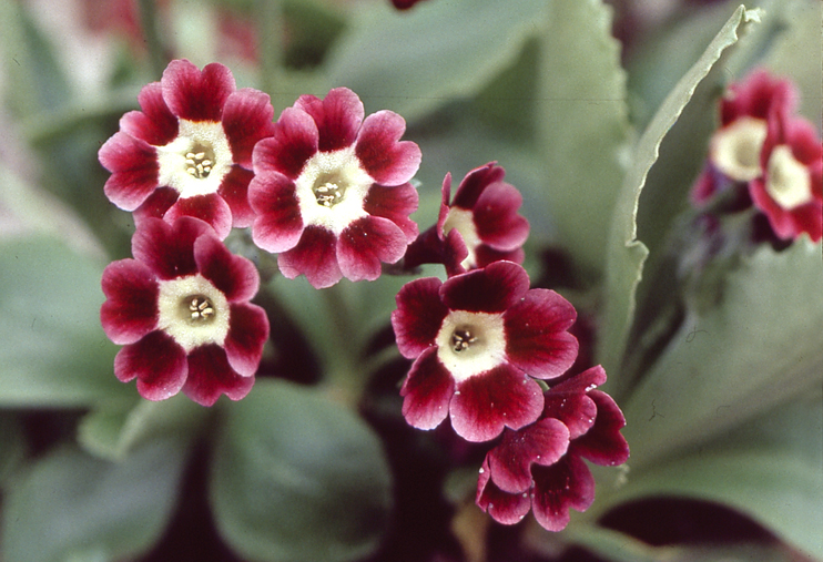 Plantes domestiqu&eacute;es en Normandie - Les primev&egrave;res &agrave; oreilles