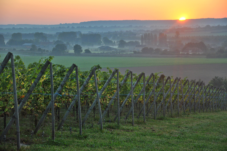 Produire du vin normand ! Le d&eacute;fi r&eacute;ussi de G&eacute;rard Samson