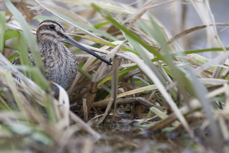 &Agrave; tire d&rsquo;aile, festival des oiseaux migrateurs