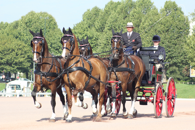 Jeux &Eacute;questres Mondiaux 2014 - L&rsquo;attelage, l&rsquo;autre concours complet
