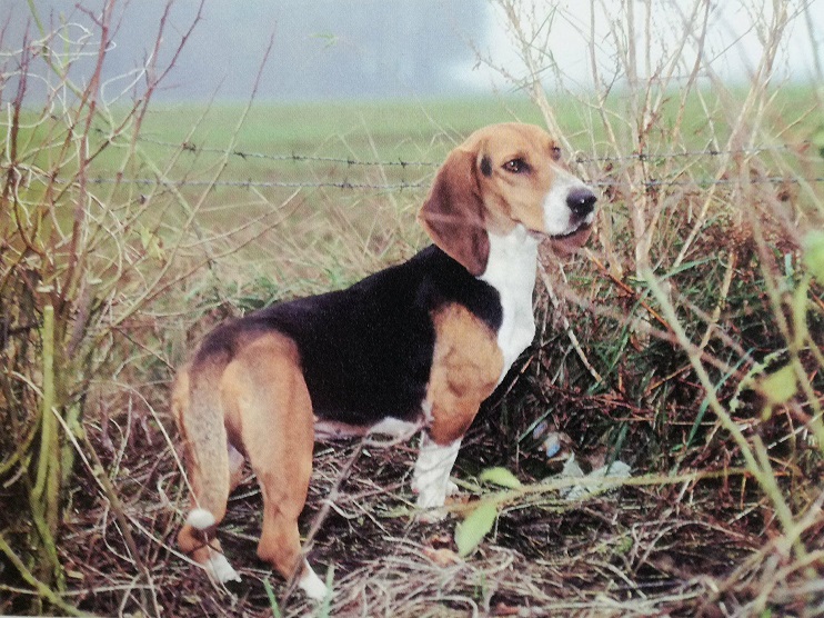 Le Basset Art&eacute;sien-Normand