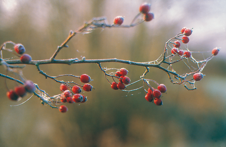 Bocage d&rsquo;hiver, bocage vivant