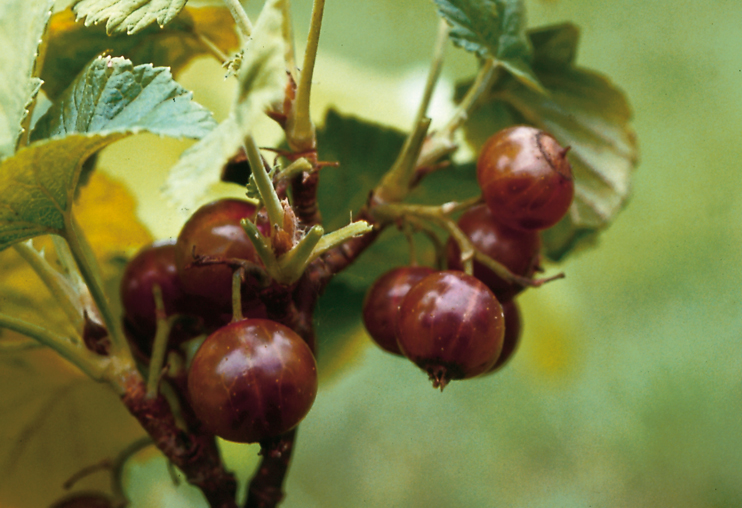 Le myst&egrave;re du cassis &agrave; grain jaune - Plantes domestiqu&eacute;es en Normandie