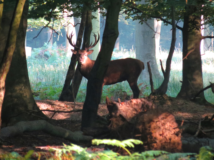 Cerf, chevreuil, sanglier - &Acirc;mes de nos for&ecirc;ts normandes