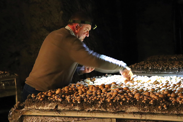 La champignonni&egrave;re d&rsquo;Orbec &ndash; Entre m&eacute;moire et savoir-faire