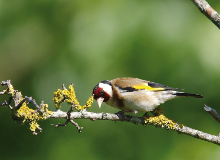 Les oiseaux en Normandie - Un bilan contrast&eacute;
