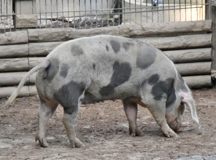 Recette - Joue de porc &agrave; la bi&egrave;re
