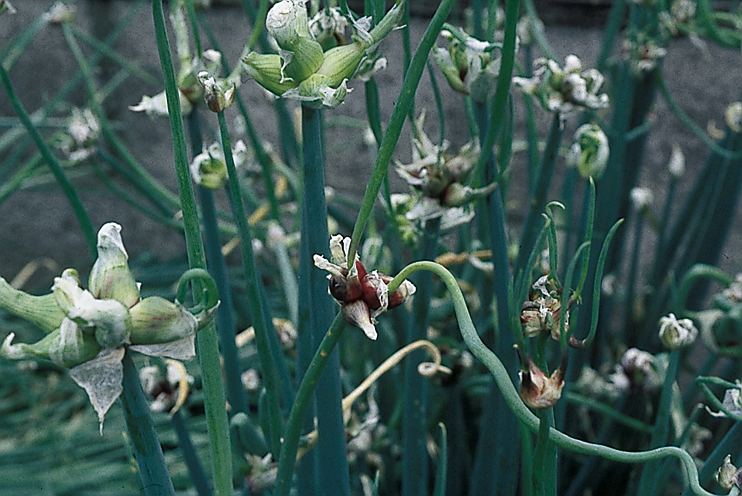 Plantes domestiqu&eacute;es en Normandie - Oignons, bulbes et Ca&iuml;eux
