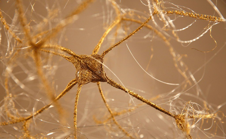 Exposition &laquo; Le Cabinet de curiosit&eacute;s &raquo; - Marjolaine Salvador-Morel