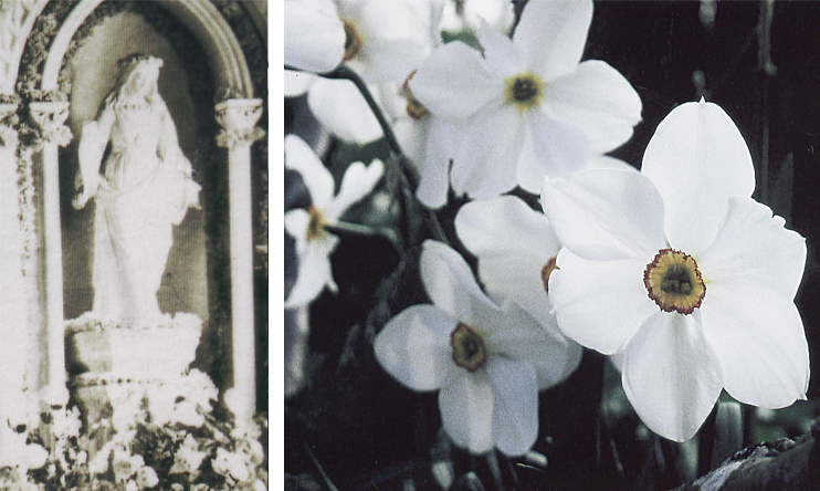 Plantes domestiqu&eacute;es en Normandie - Le mois de Marie et les plantes de la Vierge
