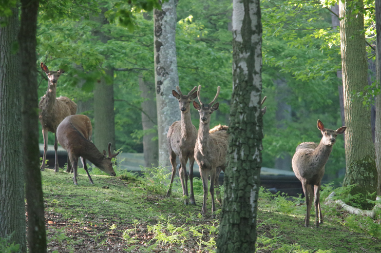 For&ecirc;t de Grimbosq - Randonn&eacute;e au pays de la B&ecirc;te de Caen&nbsp;!