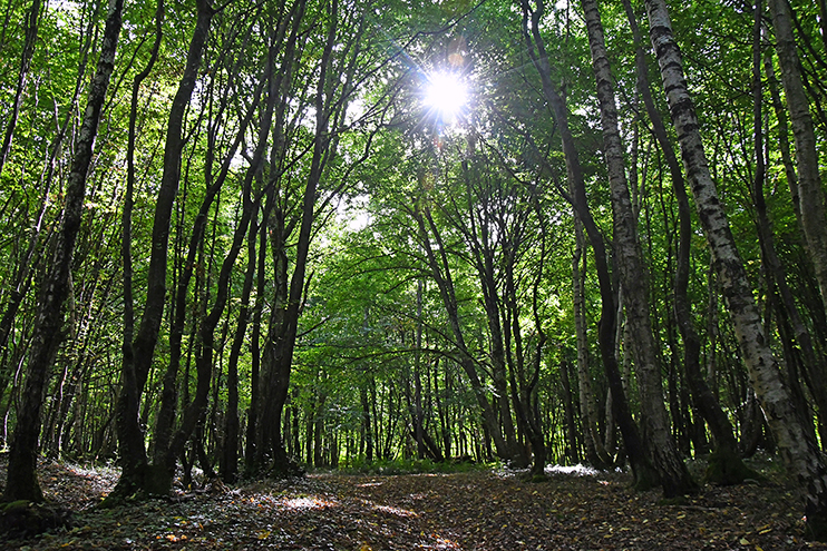 La for&ecirc;t de Conches &ndash; Nature et &eacute;vasion en pays d&rsquo;Ouche