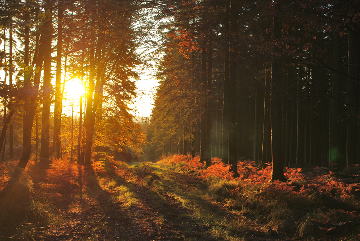 Histoire de la for&ecirc;t normande