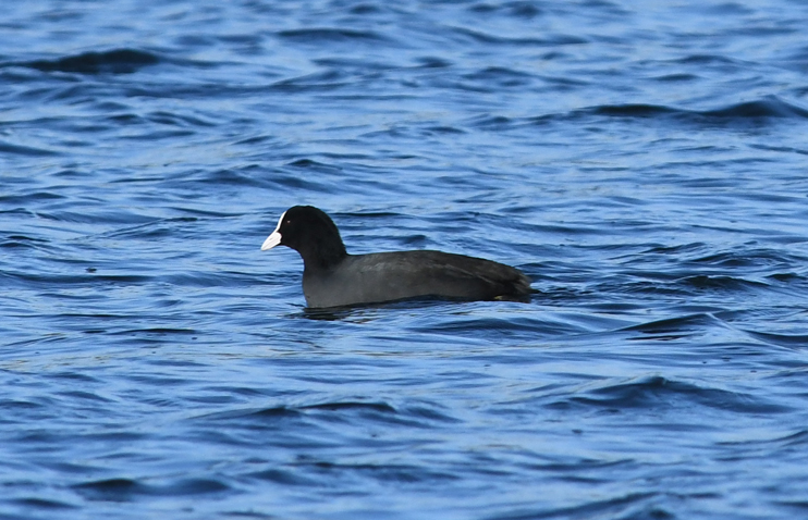 Bise glac&eacute;e, vent... et Oiseaux