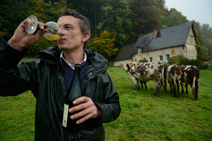 Fran&ccedil;ois-Xavier Craquelin &eacute;l&egrave;ve ses b&oelig;ufs au cidre