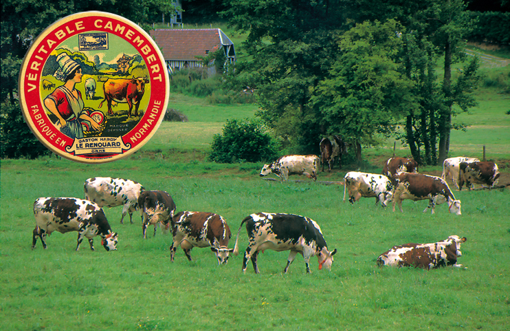 Balade fromag&egrave;re en pays d&rsquo;Auge