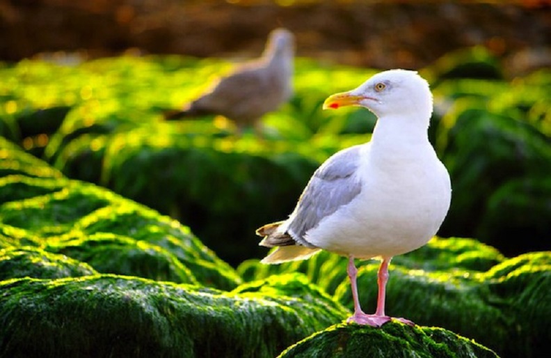 Les oiseaux du bord de mer en &eacute;t&eacute;