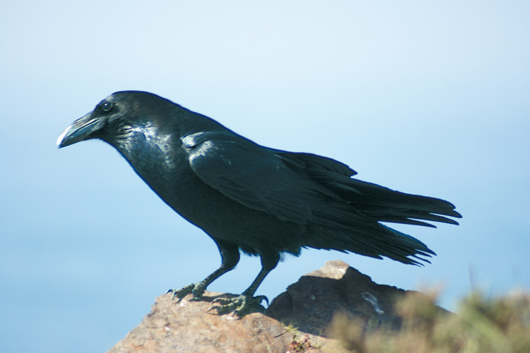 Le grand corbeau, h&ocirc;te du Cotentin