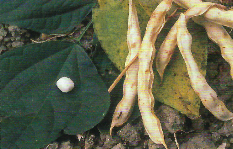 Plantes domestiqu&eacute;es en Normandie - Quelques haricots normands