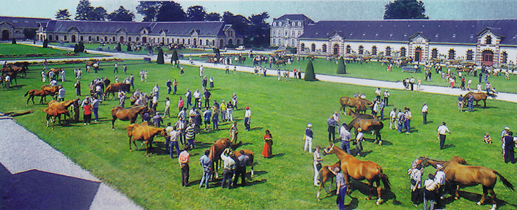 Haras de Saint-L&ocirc;, berceau du cheval de selle en France