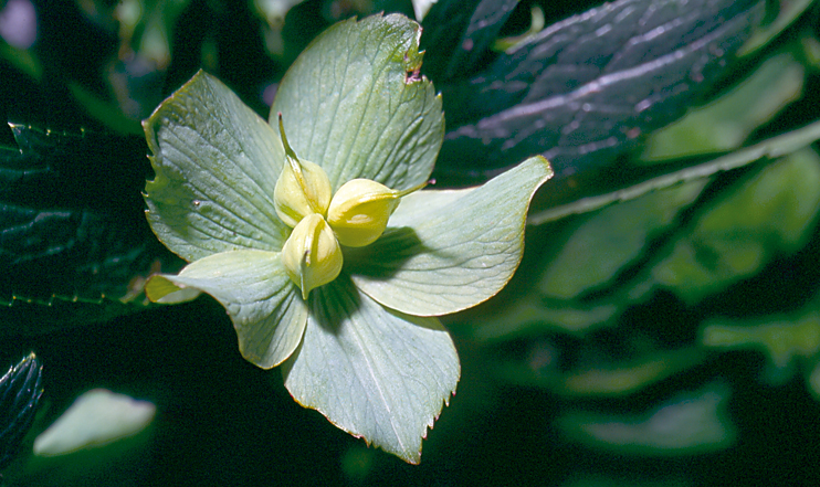 Plantes domestiqu&eacute;es en Normandie - La plante &agrave; &laquo; herber les veaux &raquo;