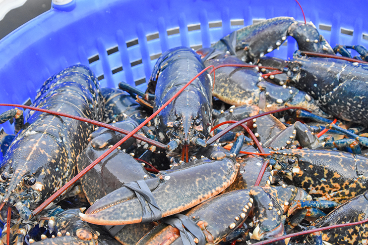 La p&ecirc;che au homard en Normandie &ndash; Une tradition mill&eacute;naire