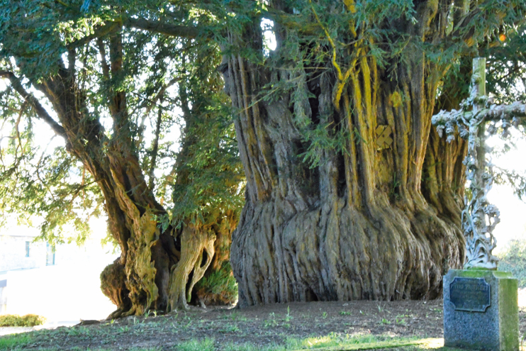 L'If : ce Normand m&eacute;connu - un arbre mill&eacute;naire