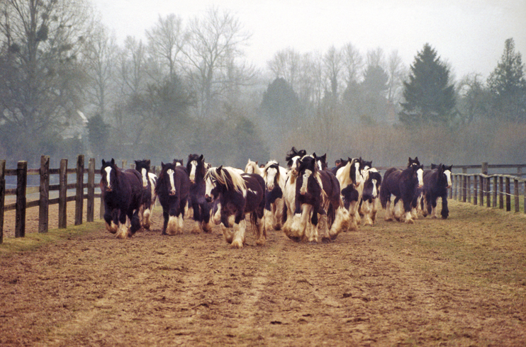 Pays d&rsquo;Auge : le cheval autrement