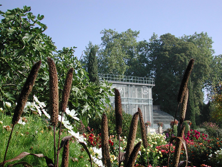 Jardin des plantes de Rouen : 3 si&egrave;cles d'&acirc;ge, et des roses normandes