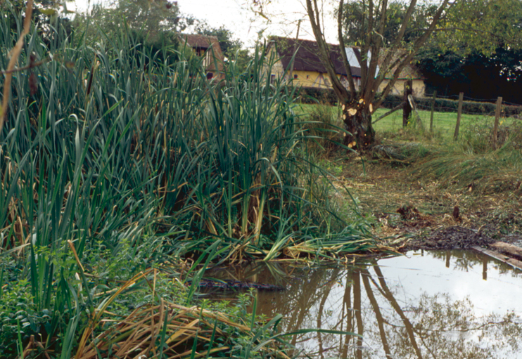 Plantes domestiqu&eacute;es en Normandie : la la&icirc;che