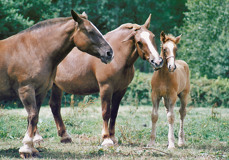 Le cob normand : renaissance d&rsquo;une race