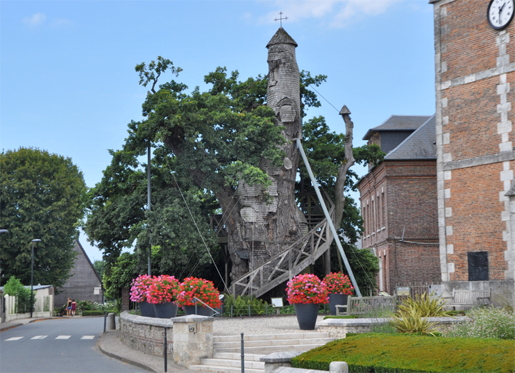 Le ch&ecirc;ne d'Allouville est n&eacute; avec la Normandie