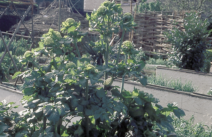 Plantes domestiqu&eacute;es en Normandie - Le maceron : l&eacute;gume m&eacute;di&eacute;val