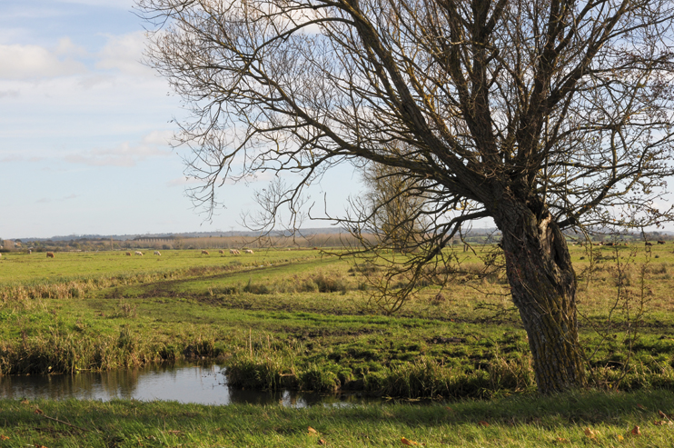 Les marais de la Dives - Terre d&rsquo;&eacute;levage, terre de chasse