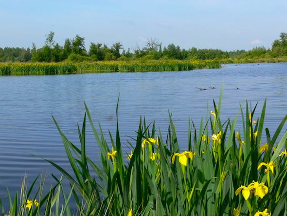 Le marais du Grand Haz&eacute;