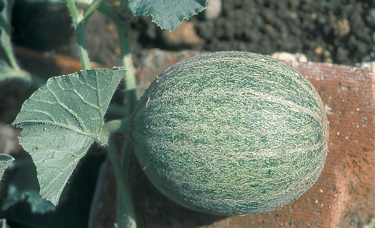 &Agrave; la recherche du melon de Honfleur