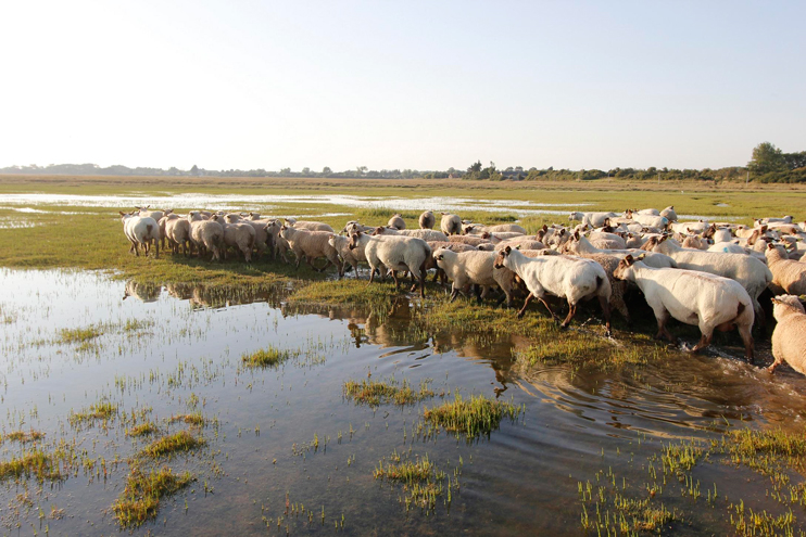 Mouton de l'Avranchin, race en p&eacute;ril