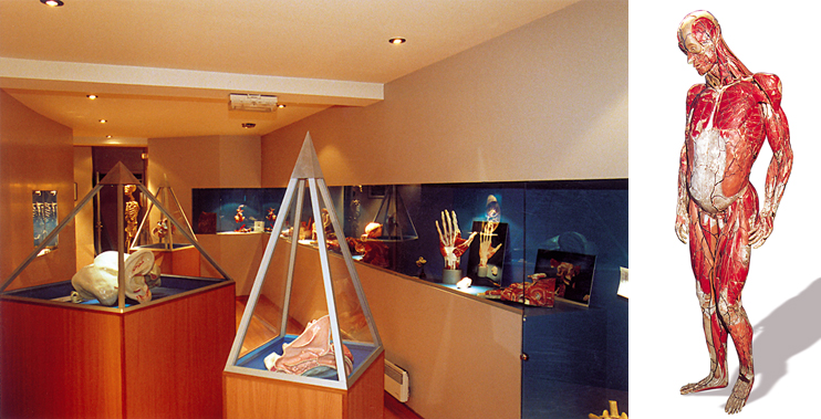 Le mus&eacute;e de l'&Eacute;corch&eacute; d'Anatomie - Hommage au docteur Auzoux