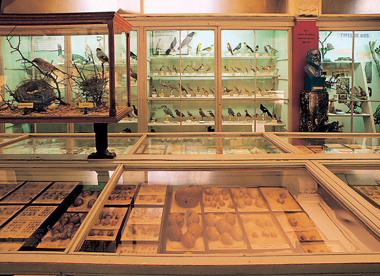 Le r&eacute;veil du Mus&eacute;um d'Histoire Naturelle Rouen