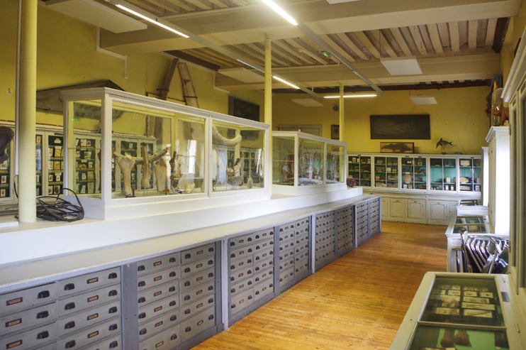 L&rsquo;&acirc;me du Mus&eacute;um d&rsquo;Histoire Naturelle de Rouen en danger ?