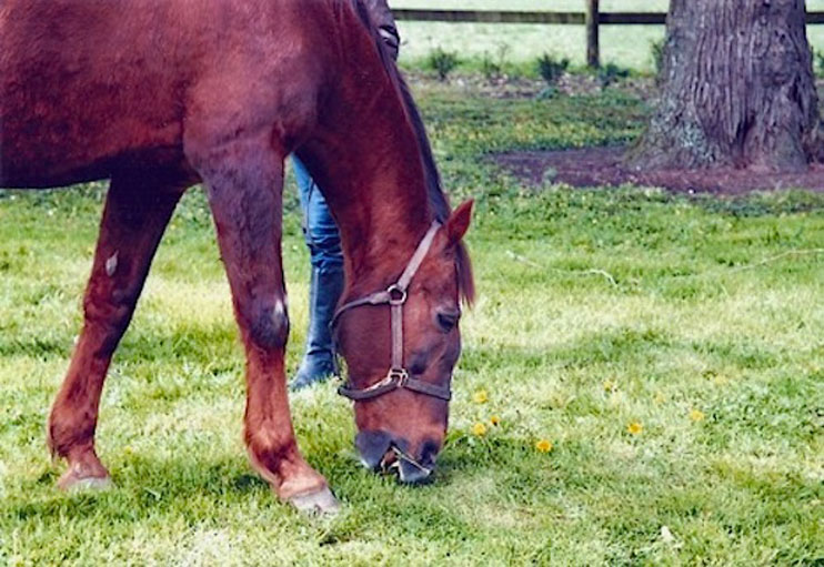 Mort de Ourasi, trotteur de l&eacute;gende