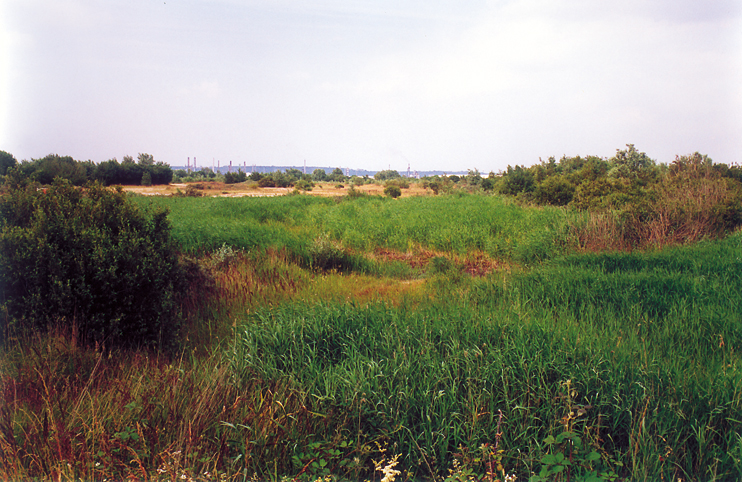 Les orchid&eacute;es sauvages de l&rsquo;estuaire de la Seine