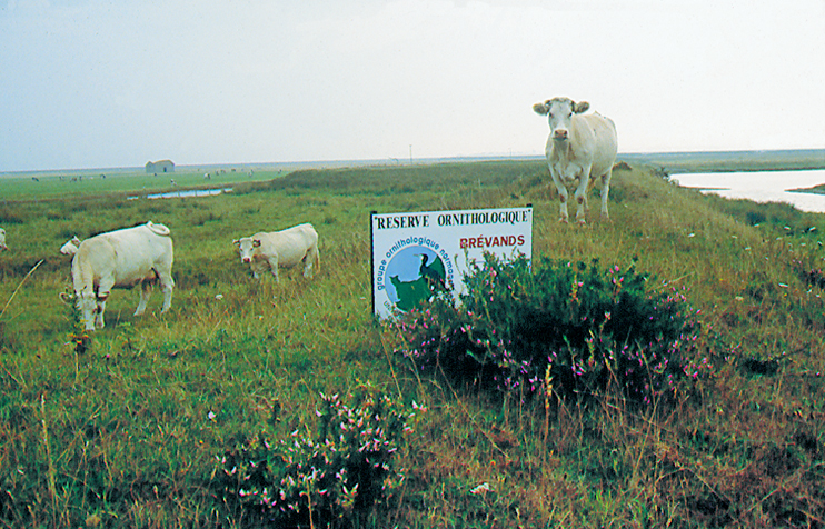 La r&eacute;serve GONm de Br&eacute;vands en baie des Veys