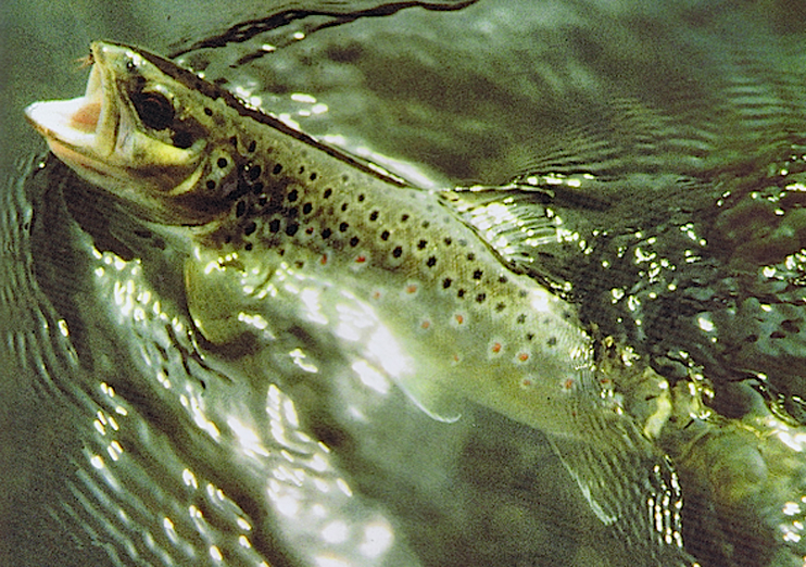 La truite Fario - un poisson encore myst&eacute;rieux