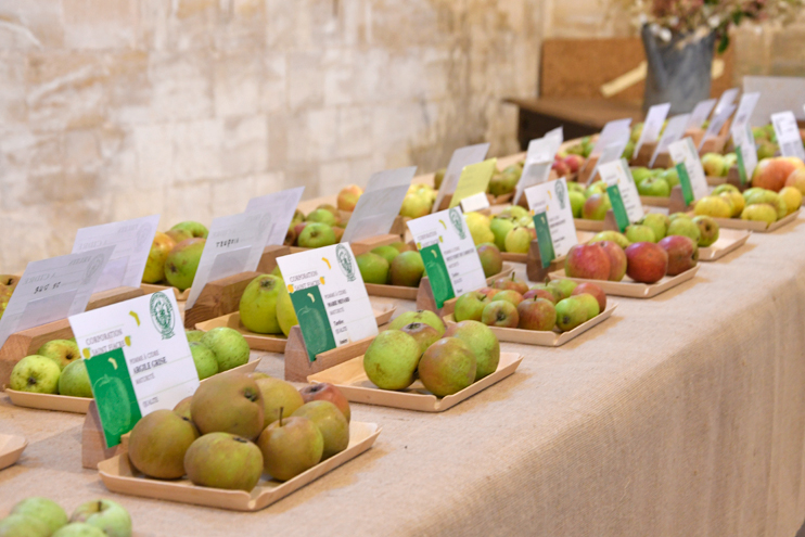 Les pommes de Normandie : une infinie vari&eacute;t&eacute; de pommes normandes