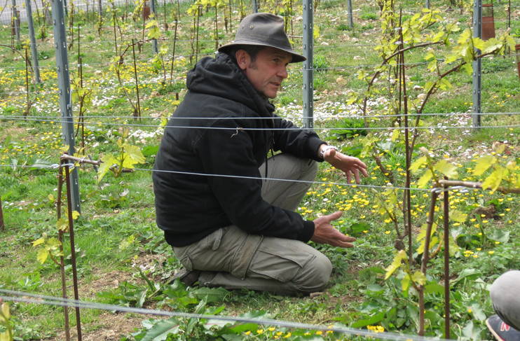 La vigne poursuit sa perc&eacute;e en Normandie