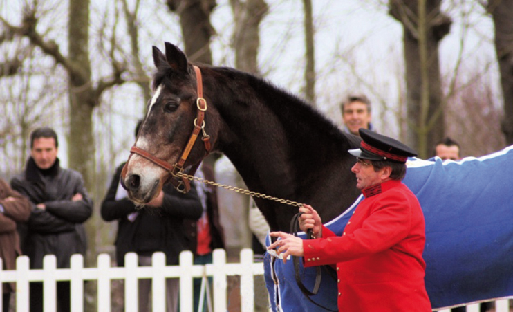 Haras du Pin : mort de l'&eacute;talon Workaholic
